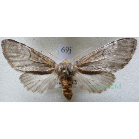 Drymonia ruficornis (Hufnagel, 1766) female Dąbrówka chaonia Czech69j